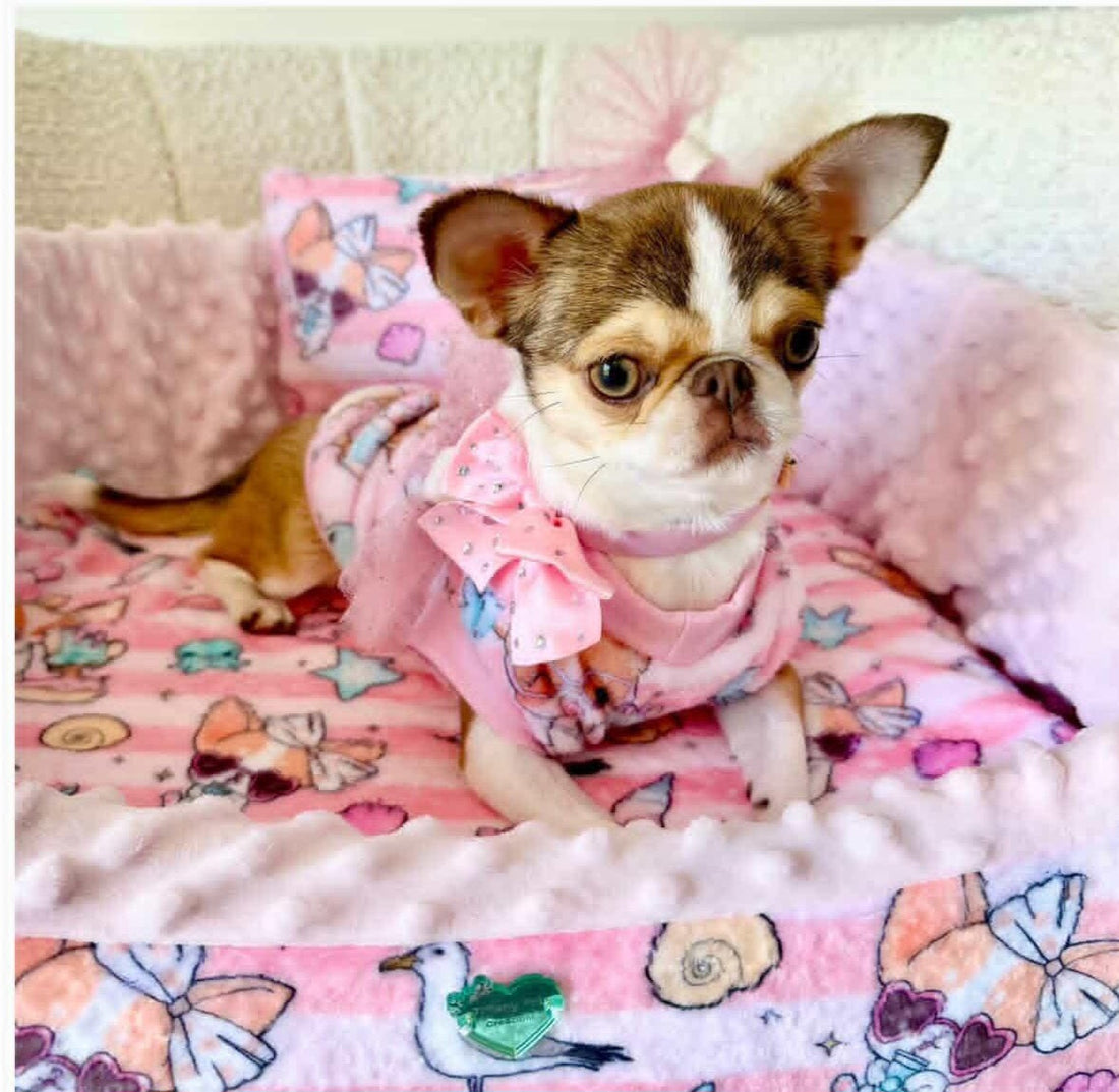 Le Migliori Cucce per Chihuahua: Comfort, Sicurezza e Stile per il Tuo Piccolo Amore