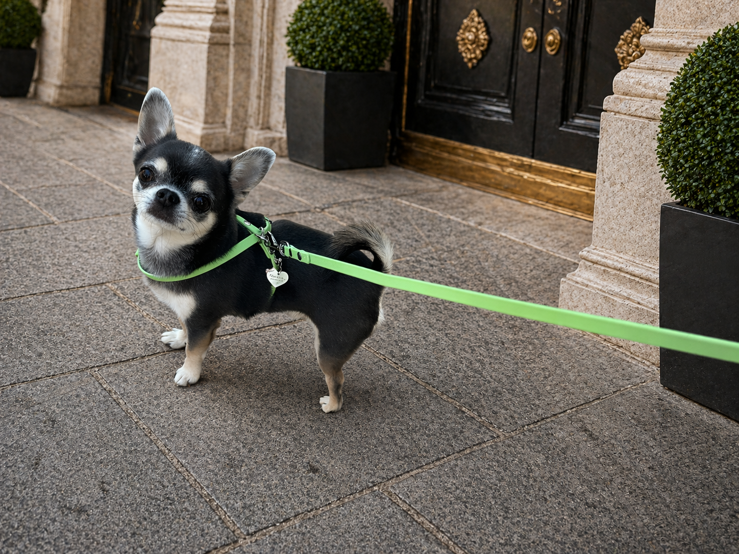 PETTORINE PER CHIHUAHUA