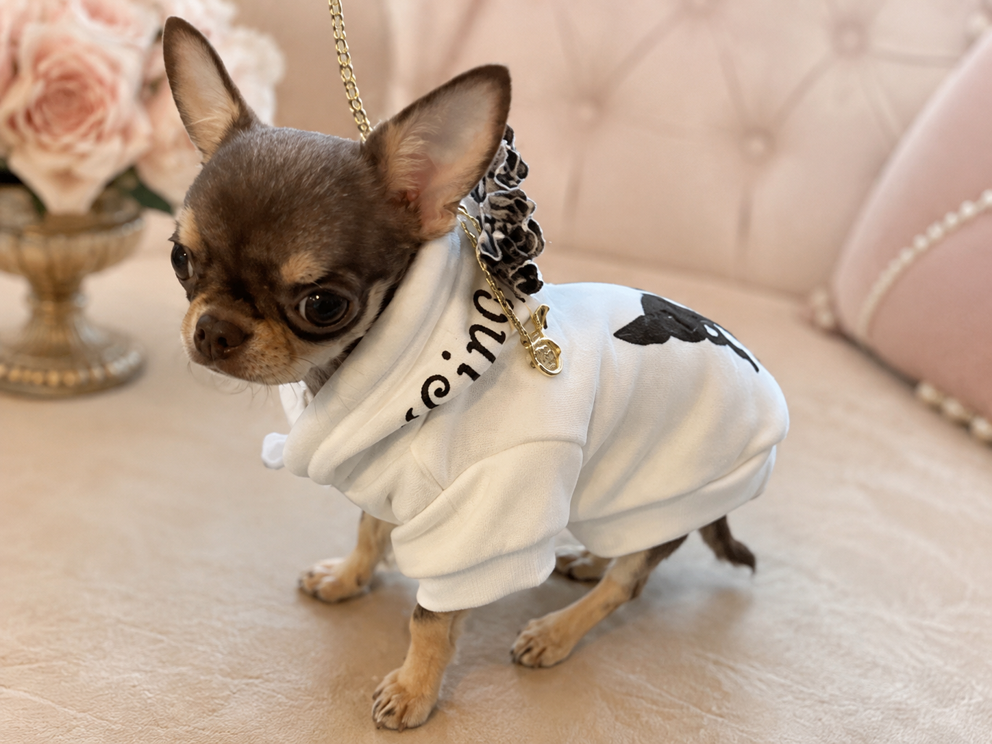 Felpe personalizzate per chihuahua