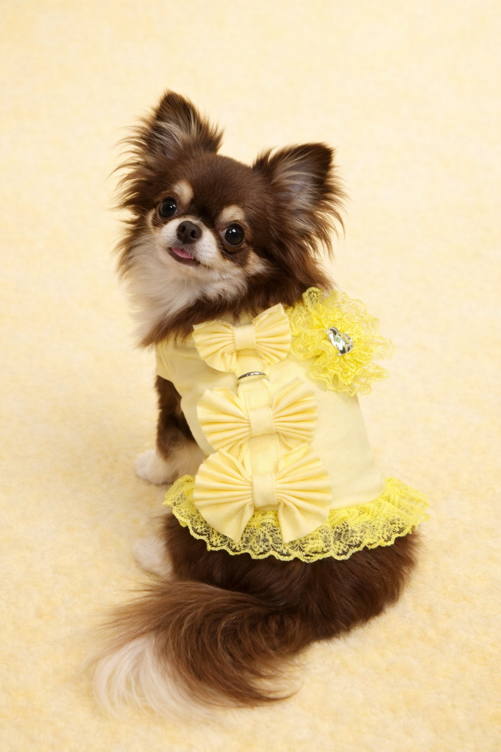 Pettorine in Tessuto per Chihuahua Eleganti | Tiffany Pet