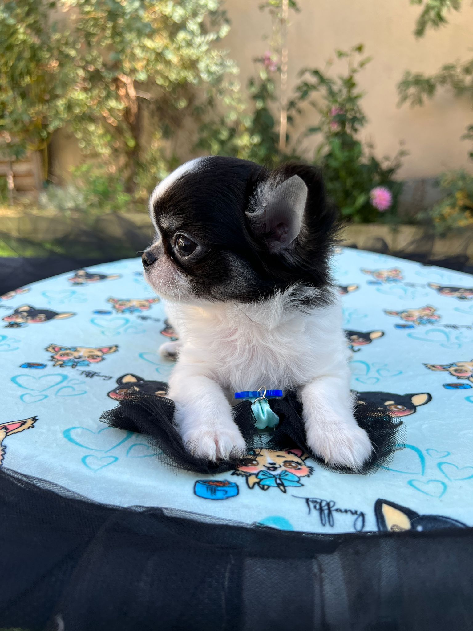Tappeti Relax per Chihuahua e Cani Toy