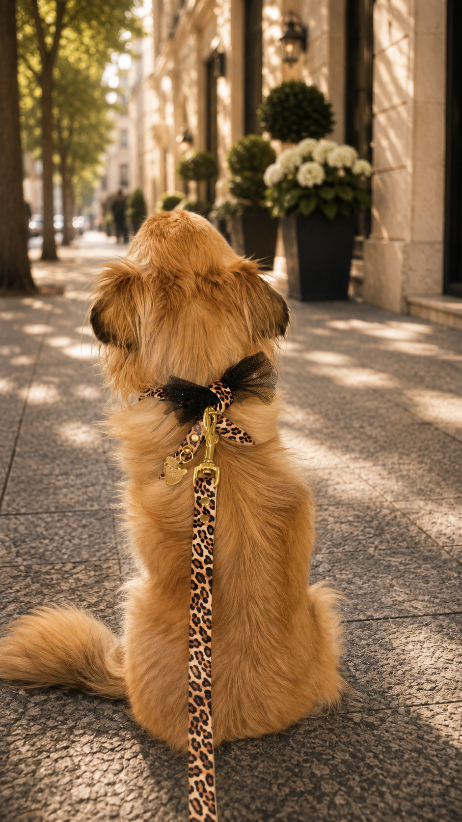 pettorine e guinzagli per chihuahua 